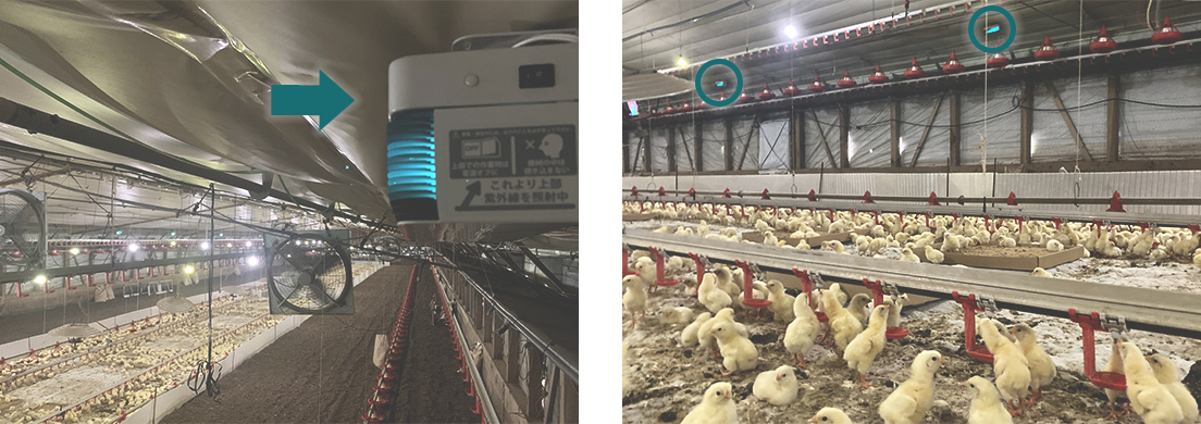（左）鶏舎内に設置した「紫外線水平照射装置」、（右）一定の間隔で鶏舎上部に装置を設置